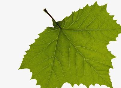 ppt2007如何两步清除图片背景